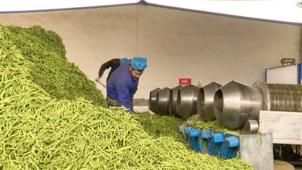 【&ldquo;三抓三促&rdquo;行動進行時】高臺:農產品深加工 賦能鄉(xiāng)村振興