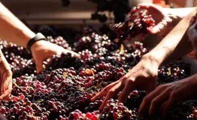 從葡萄酒加工視角，解析高端紅酒與低端紅酒的根本區別